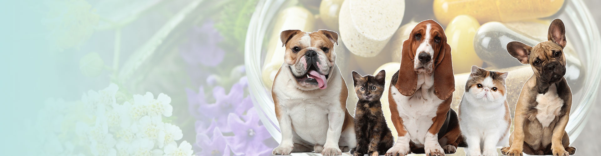 Supplement for Pets: Complete Guide of Natural Supplement For Happy &amp; Healthy Pets.